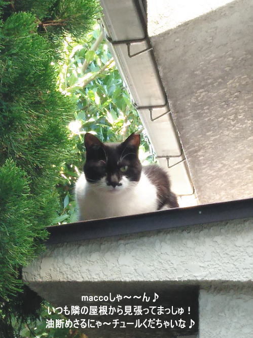 10月ひげ子.jpg