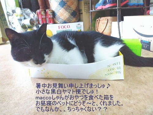 8月ひげ子.jpg