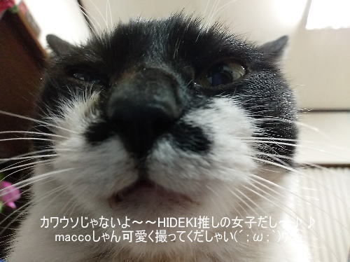 ヒゲ子.jpg