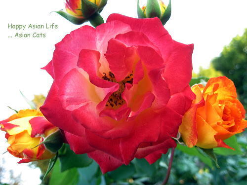 IMG_7927s.jpg