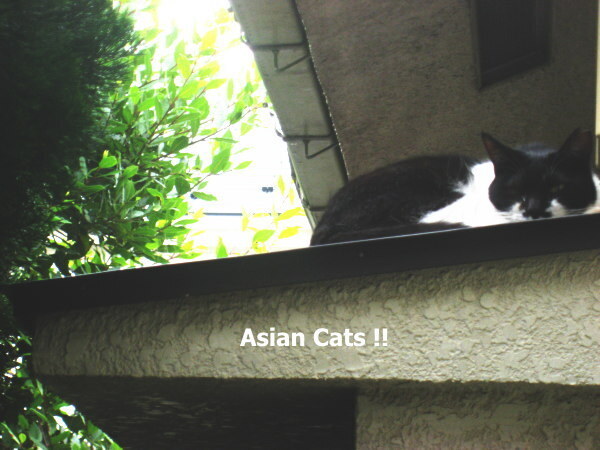 neko1.jpg