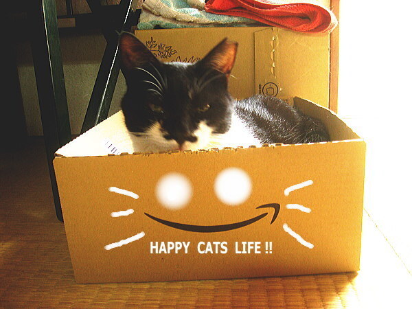 neko3.jpg