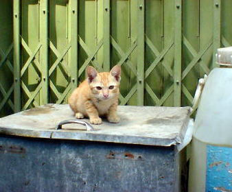 CAT18.JPG